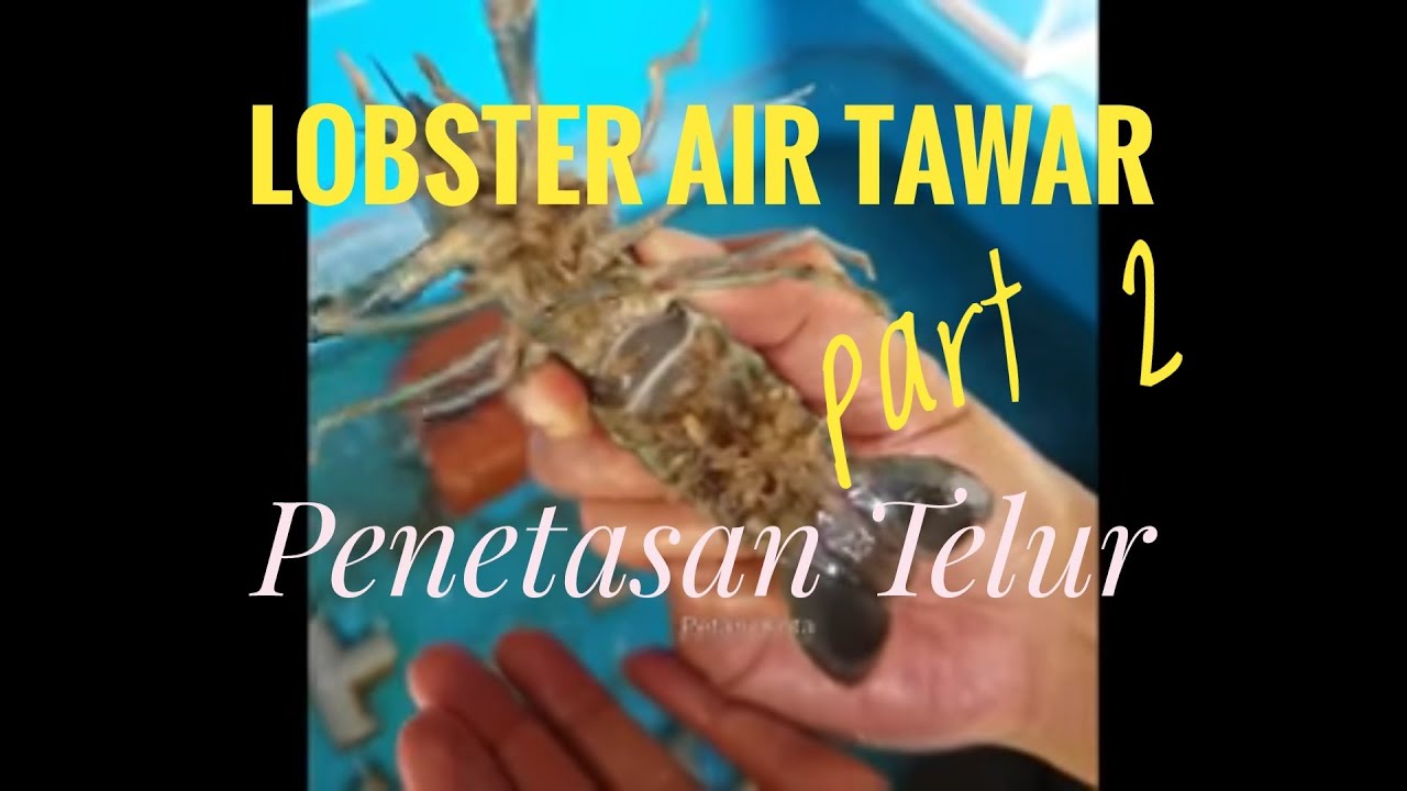 Penetasan Telur Lobster Air Tawar (bagian 2) - YouTube