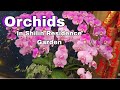 Taiwan Beautiful Orchids In Bloom 2026 Shilin Residence Flower Exhibition Taipei Orchid Flowers 