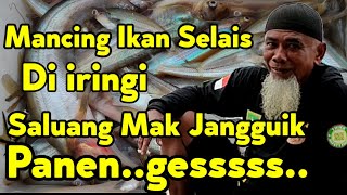 Mancing Lais (Ikan Selais) Di iringi Lirik Dendang Saluang Mak Jangguik