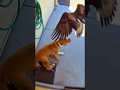 كلبة بيدبول تدافع عن صغارها من نسر ضخم في مشهد واقعي ودرامي قصص    