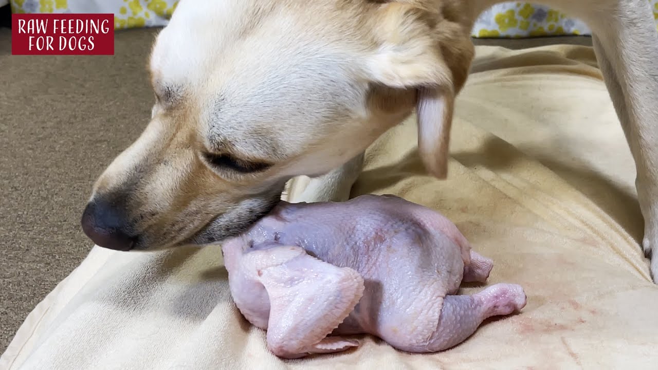 asmr-dogs-eating-raw-meats-youtube
