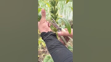 The Art of Sesame Harvesting: A Step-by-Step Guide #satisfying #farmingsecrets