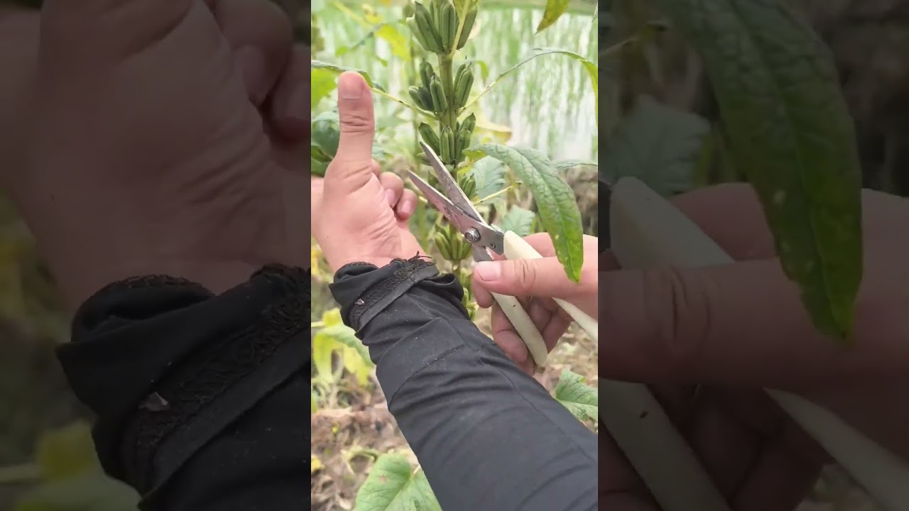 The Art of Sesame Harvesting: A Step-by-Step Guide 