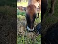 Vacas comiendo ensilaje de cuba 22 y Maralfalfa.