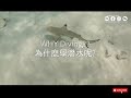 WHY Scuba Diving?? 為什麼學潛水呢? Malaysia Island