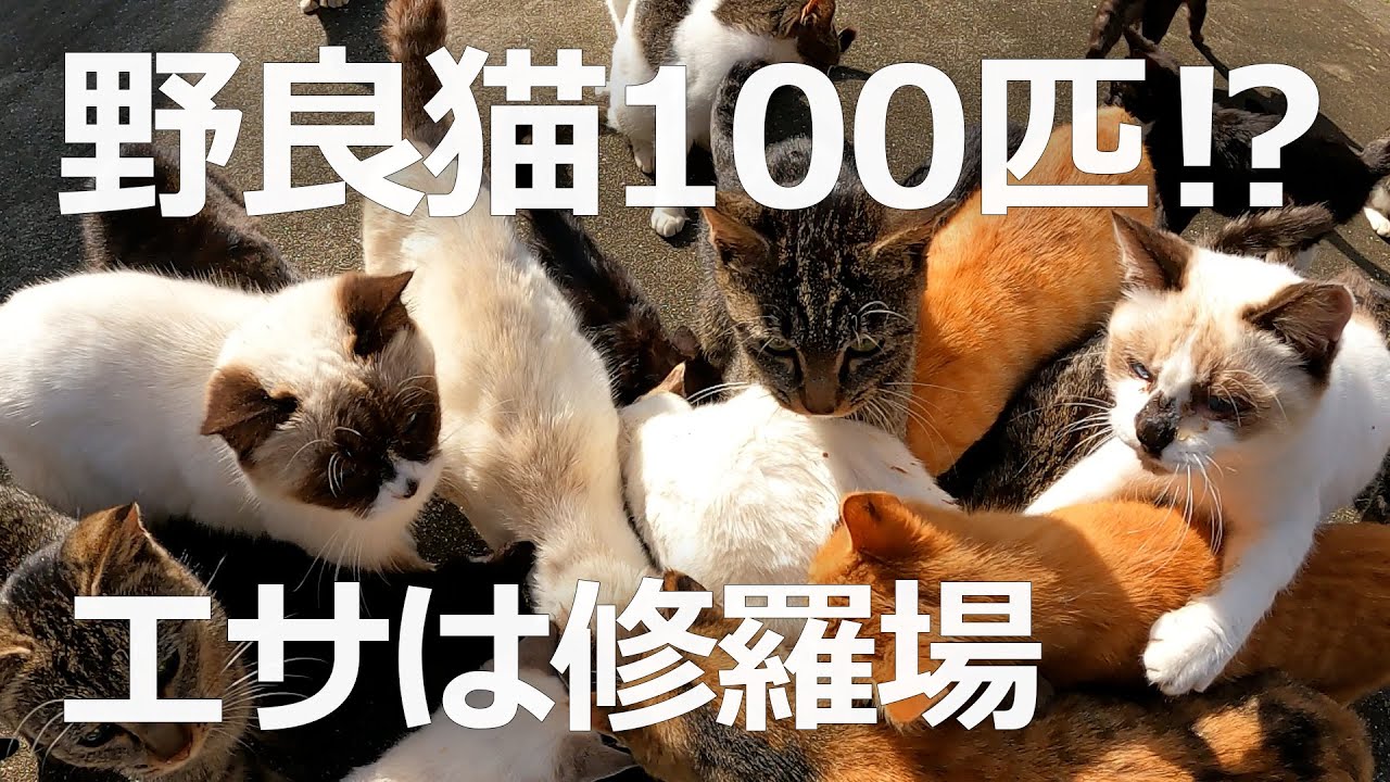 猫が100匹以上⁉大量の野良猫にエサを与えると修羅場 - YouTube