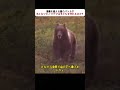 想像を超える熊のバトル!? 小さなツキノワグマは子どもを守れるのか？ #熊バトル #野生動物観察 #自然のサバイバル #親子の愛 #動物ドキュメンタリー