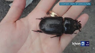 How do officials plan to address state infestation of coconut rhinoceros beetle?