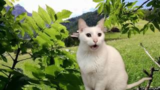 Cats Sing Classical Music  Vivaldi  Spring  Cats Version  Cats Parody