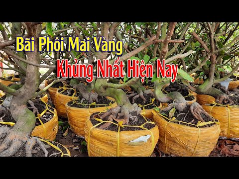 Video Bãi Phôi Mai Vàng Khủng Nhất Miền Tây - youtube