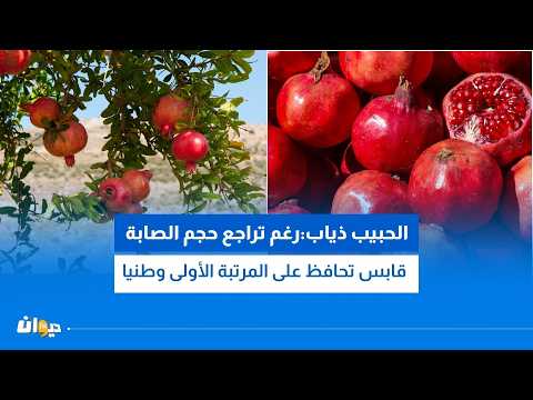 Just Days Before the Pomegranate Harvest Season Begins