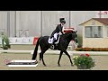 Van Olst Horses Don Joe Hagen Inter I