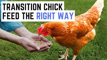 How to Switch Chicken feed for Your Homestead Chicken Flock?
