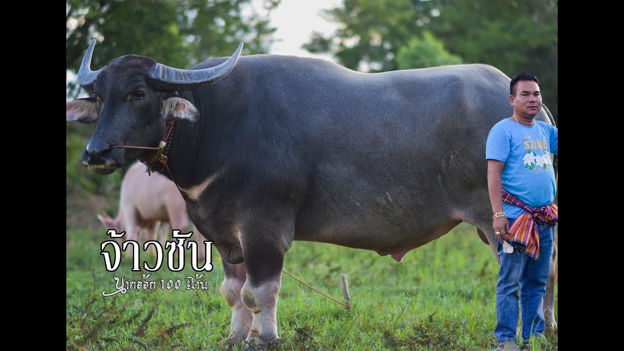 EP.56 จ้าวซัน พ่อพันธุ์ควายไทยสูงใหญ่ถึง 170 ซม. #ควายงามเมืองขอนแก่นEP2 โทร 098-101-6411