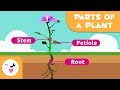 Parts Of The Plant for kids - Plant Characteristics