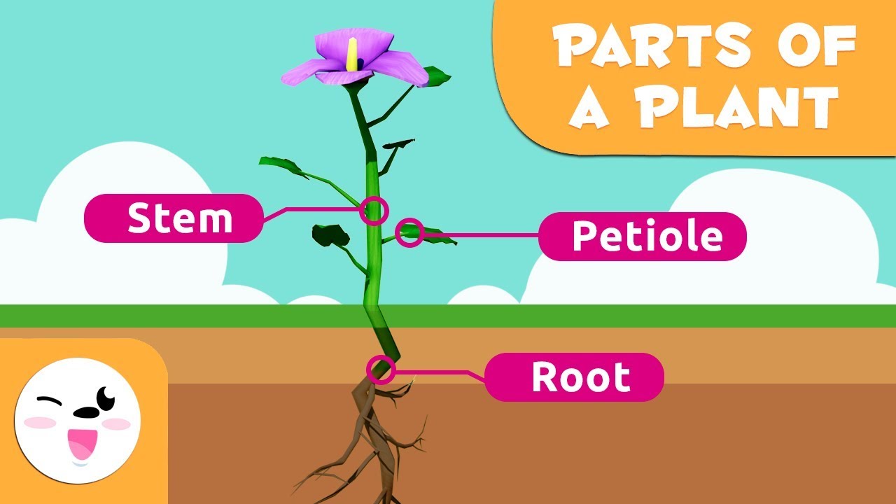 parts of the plant for kids - plant characteristics