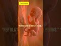 From Sperm to Life | Fertilization Explained in Simple Steps | Study Hive biology #biology