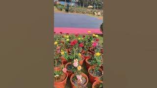 Smruti. Something I Look at