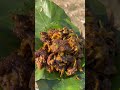 मुर्गी का मुंडी ₹50 only  #food