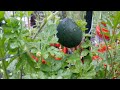 Middle of video