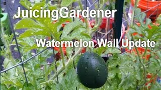 My Watermelon Wall Update - Growing Watermelons Vertically on a Fence