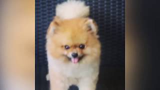 POMERANIAN BOO FUNNY VIDEOS