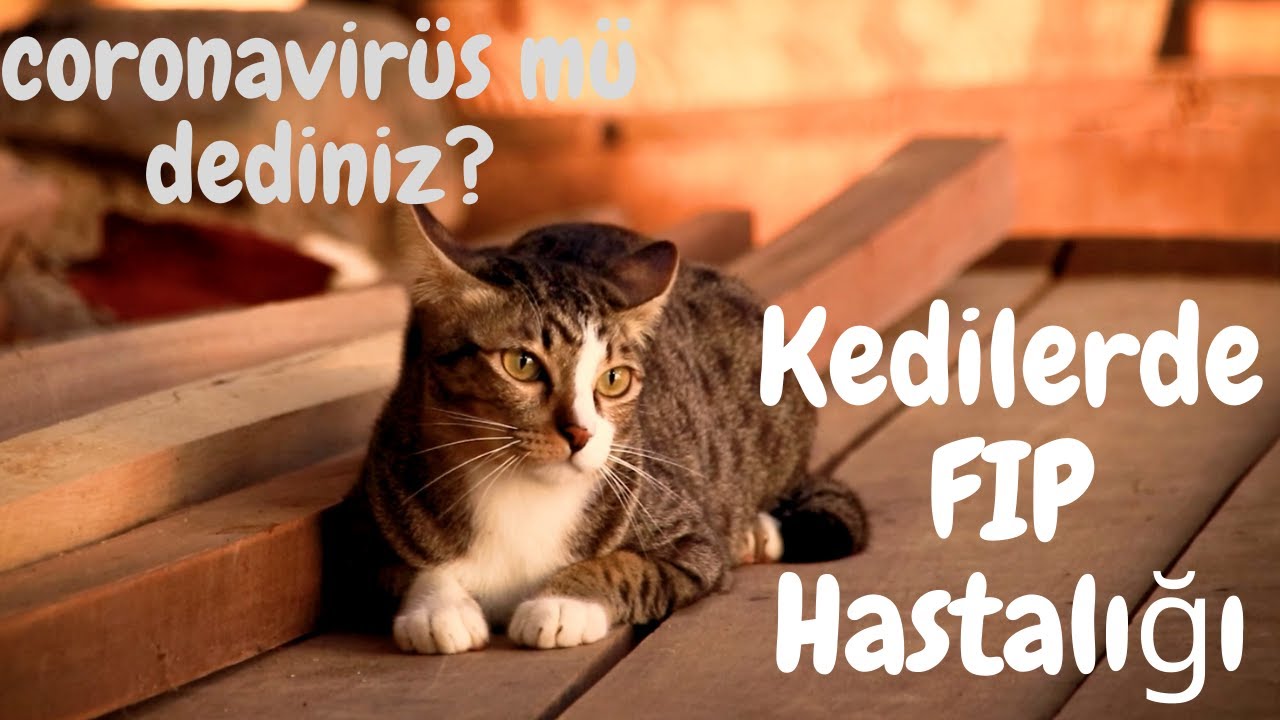 Kedilerde FIP Hastalığı - Kedi Coronavirüslerini Tanıyalım