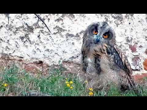 Eifel Three Young Eagle Owls Portrait June 7-8 2024 live cam preview