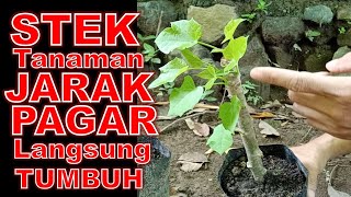 Stek Tanaman Jarak Pagar Langsung Tumbuh Akar