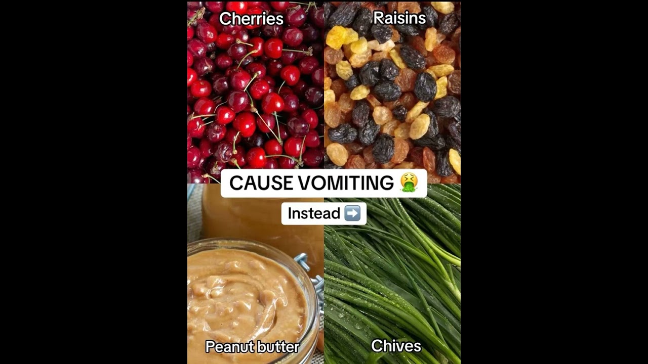 #ToxicFoodsForDogs #DogHealthTips #Dog #Pet #DogNutrition #DogFood #petshorts #vet