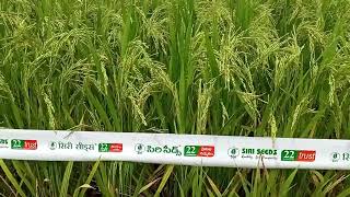 Download Lagu Siri 12ka4 dhan MP3