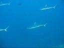 A scuba dive at Sha'ab Rumi Southern Plateau