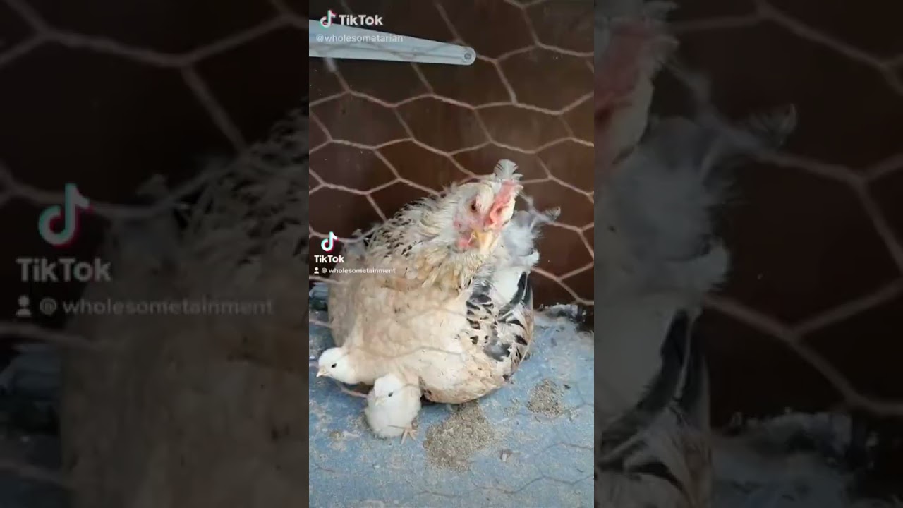 Chicken is a great lean protein source! 3 oz serving of grilled chicken packs 26 grams of protein.