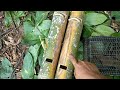 Cara Membuat Perangkap Tupai Menggunakan Bambu