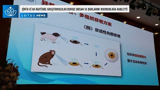 Çi̇ni̇n Xi̇an Kenti̇nde Araştirmacilar Domuz Organ Ve Doklarini Maymunlara Nakletti̇