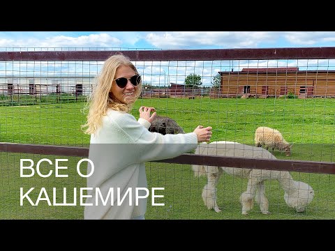 ВСЕ О КАШЕМИРЕ | 12Storeez