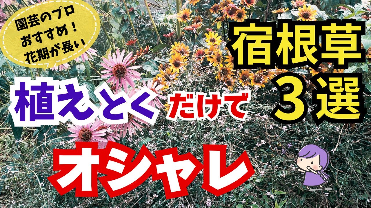 【ガーデニング】初夏から秋まで咲く！こぼれ種でも咲く！植えとくだけで庭をオシャレに変化させる宿根草３選の紹介！6人の園芸のプロから学ぶ！代々木公園・あしかがフラワーパーク・服部ファームガデン