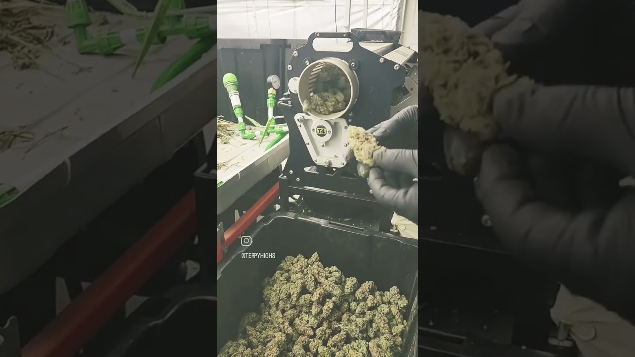 Machine Trimmed Flower, Twister T4. Terpy Highs