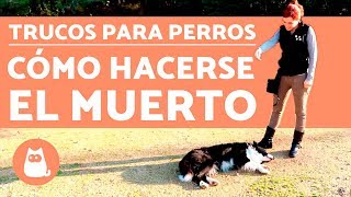 Trucos para perros  ENSEÑAR A HACERSE EL MUERTO