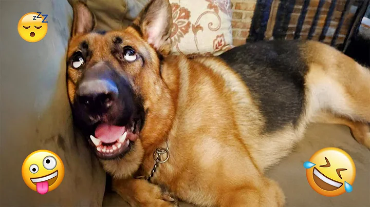 I dare you not to LAUGH at these FUNNY DOGS 😁🦮 - Best Funny Animals Videos 2025 #84