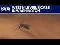First person in WA infected with West Nile Virus in 2025 | FOX 13 Seattle