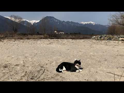 「月の砂漠」指揮とソプラノはナナ🐱