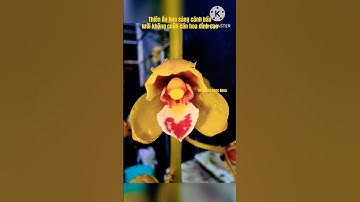 Thiên Ấn hoa sáng cánh bầu lưỡi không cuộn cần hoa đỉnh cao