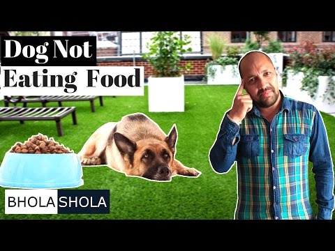 health-problem---my-dog-is-not-eating-food---bhola-shola