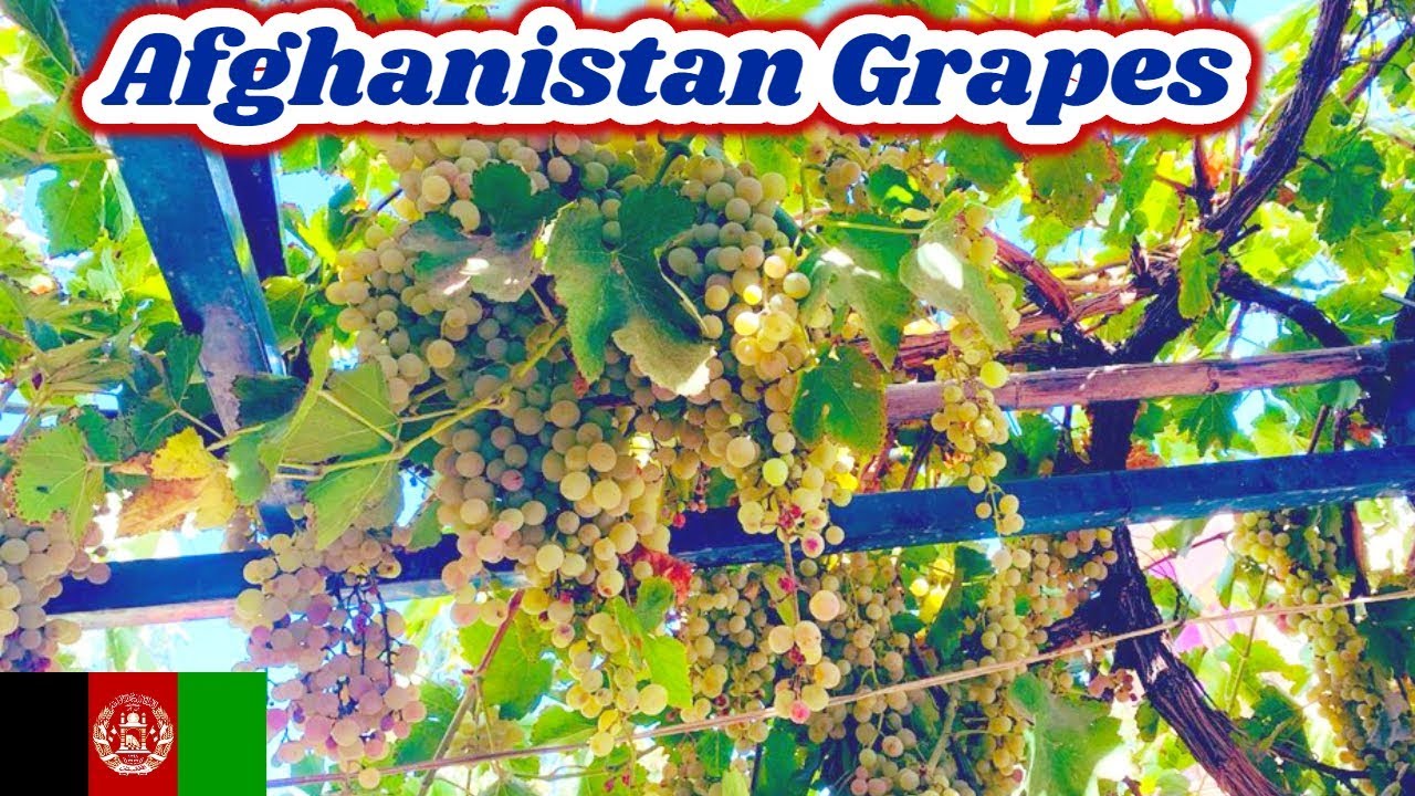 Afghanistan Grapes "2019" Amazing Grapes Sweet Grapes Afghanistan