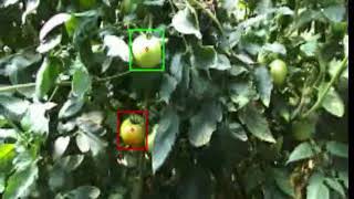 Automato Tomato Detection