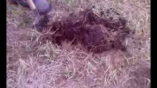 Видео-0001.mp4