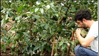 Why he left Europe to do avocado farming in Uganda (Africa).!!!