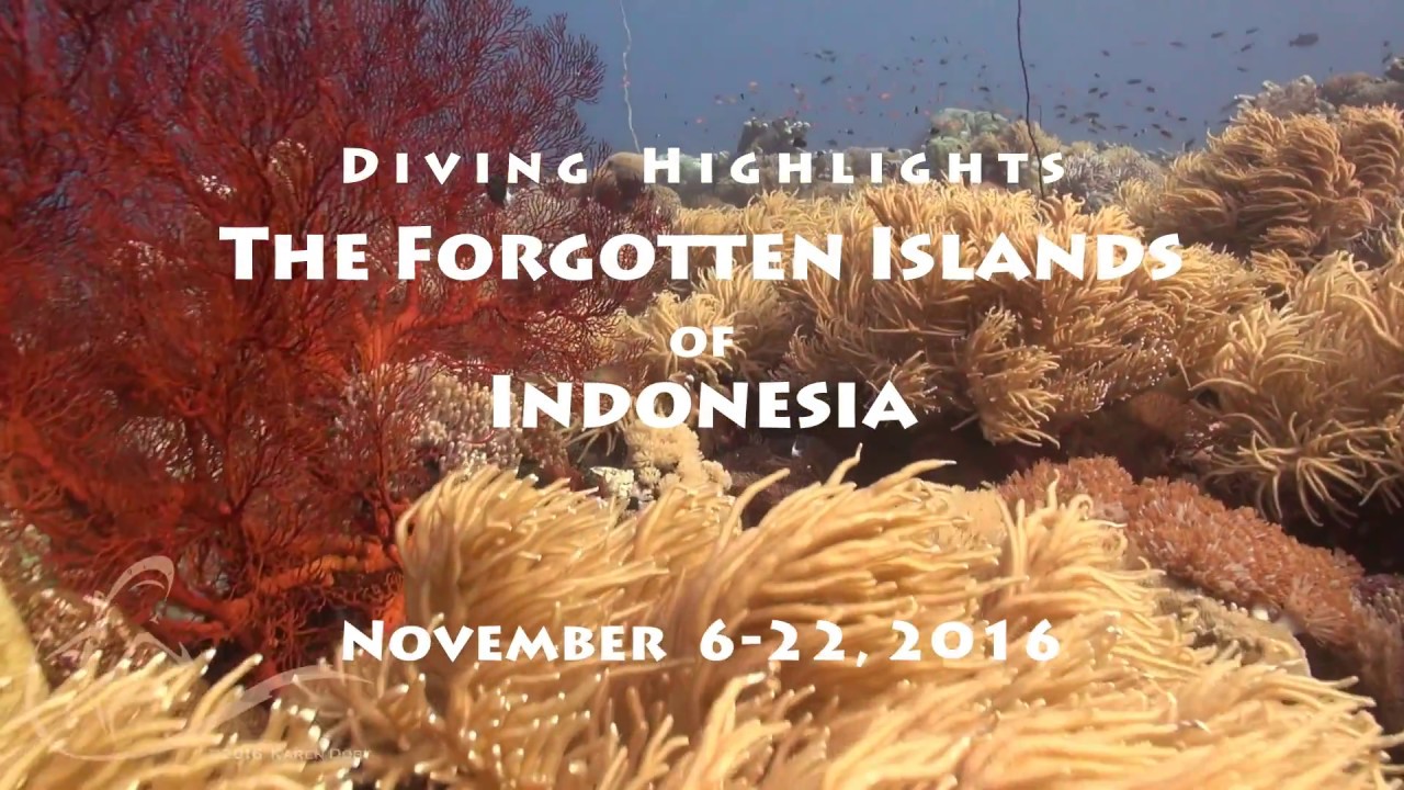 Diving the Islands, Indonesia (2016.Nov) YouTube