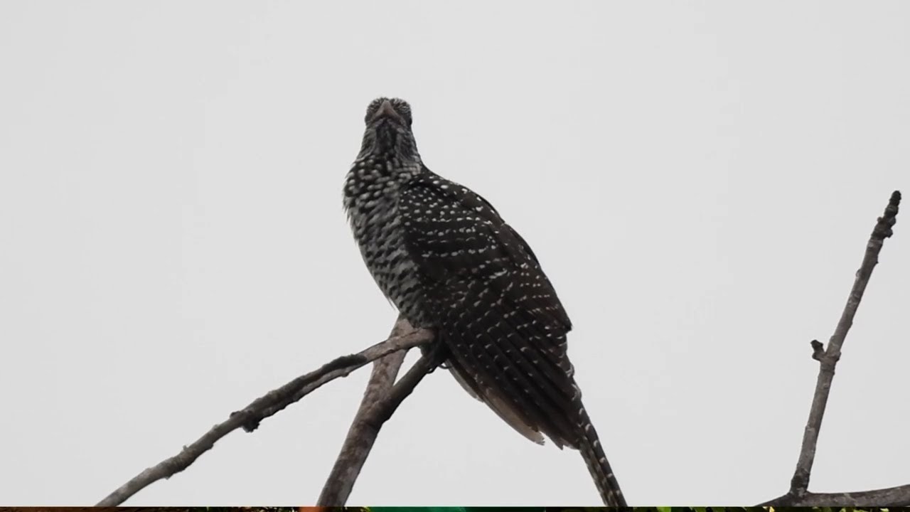 Western Koel | Bird Watching | Bird Identification